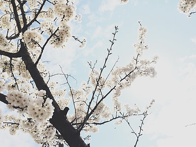 white sakura tree thumbnail