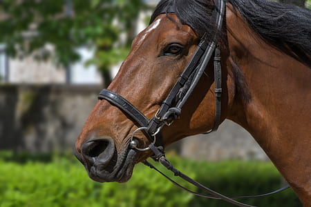 tilt shift lens photography of brown horse thumbnail