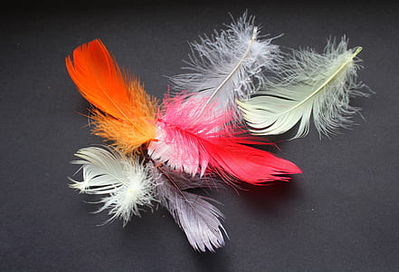 bird feathers on black surface thumbnail