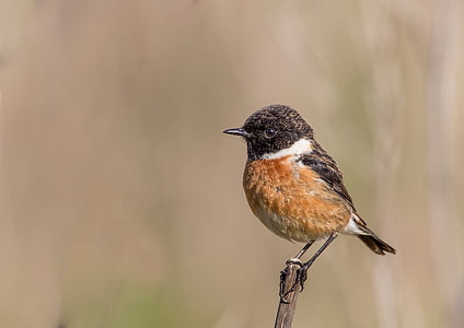 bird on branch thumbnail