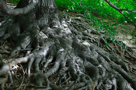 closeup photo of brown tree root thumbnail
