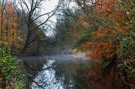 bare tree in body of water during daytime thumbnail