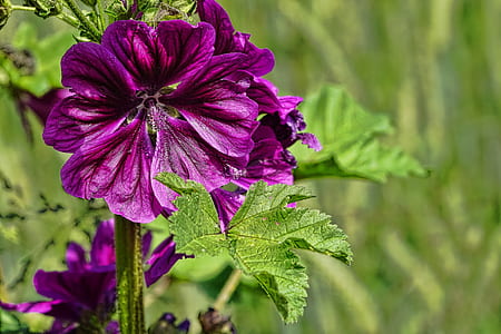 macro shot photography of purple flower thumbnail