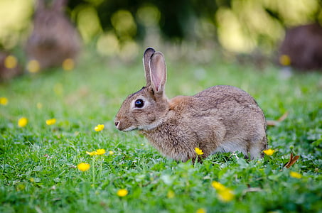 brown rabbit thumbnail