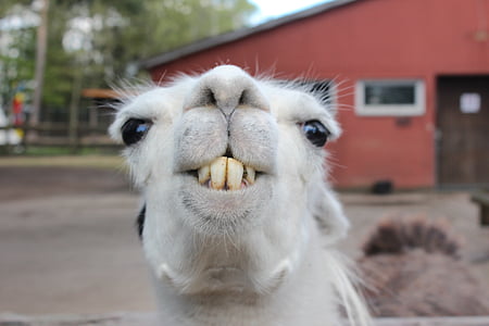 selective focus photography of white llama thumbnail