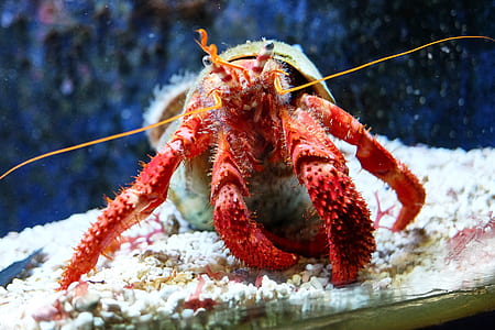 brown and maroon hermit crab in tank thumbnail