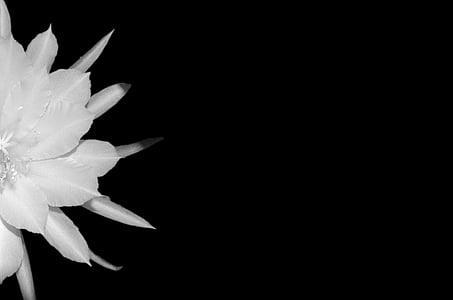 close-up photography of white cereus cactus flower thumbnail