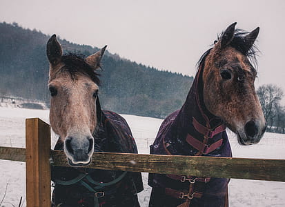 Two Brown Horses thumbnail