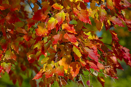 red and yellow leaf in closeup photography thumbnail