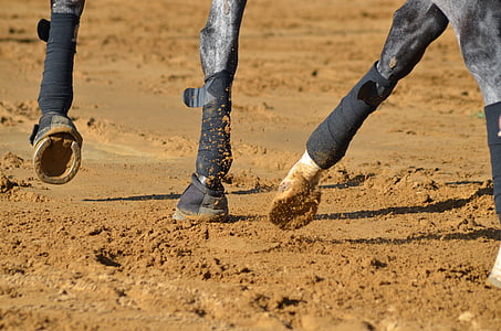 white and black horse on field thumbnail