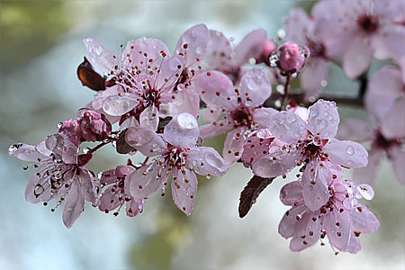 pink flowers thumbnail