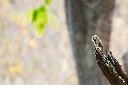 brown and black owl perched on tree branch thumbnail