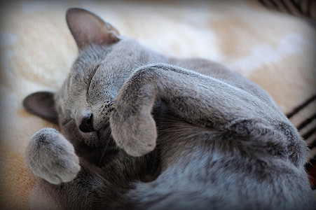 photo of gray short-haired cat thumbnail