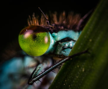 Selective Focus Photography of Insect Eye thumbnail