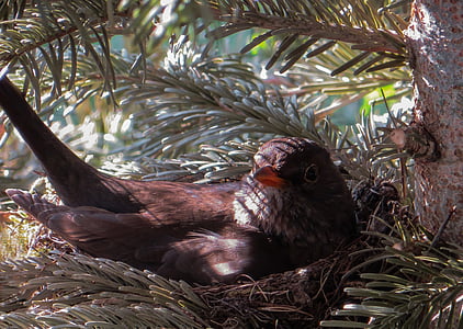 selective photo of brown fieldfare bird on nest thumbnail