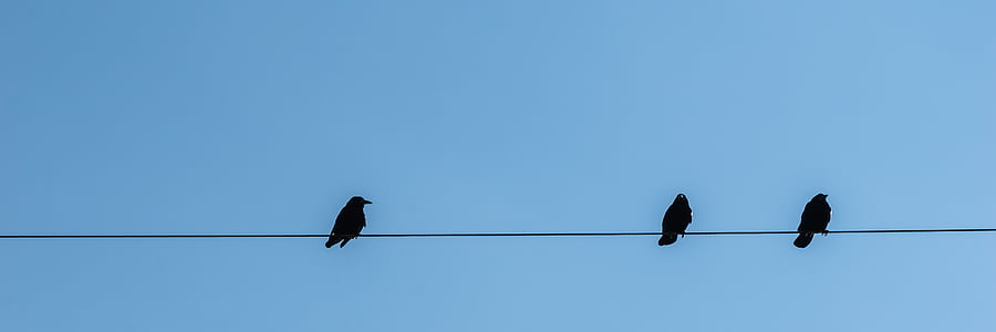 three black birds perched on power line thumbnail