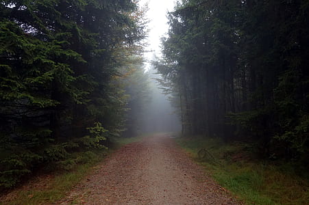 photography of empty pathway thumbnail