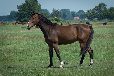 brown horse on green grass field thumbnail