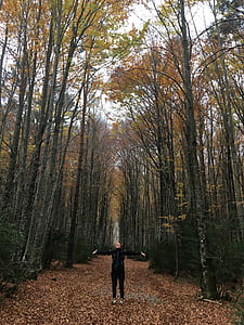 person stands on pathway center of trees thumbnail