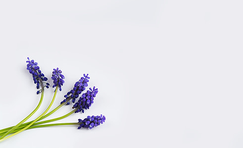 five lavender flowers thumbnail