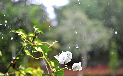 timelapse photo of white bougainvillea thumbnail