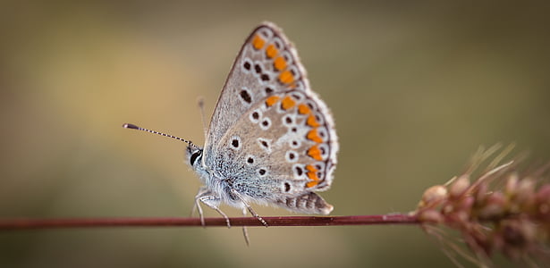 gray and orange butterfly on selective focus photography thumbnail