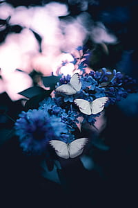 three white butterflies on flower shallow focus photography thumbnail