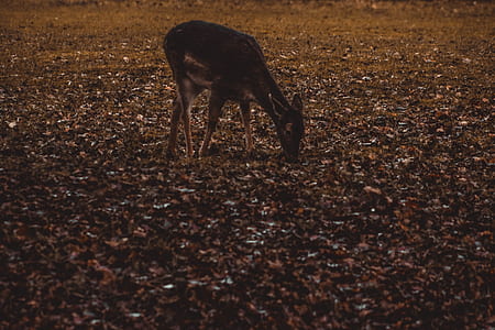 brown deer thumbnail
