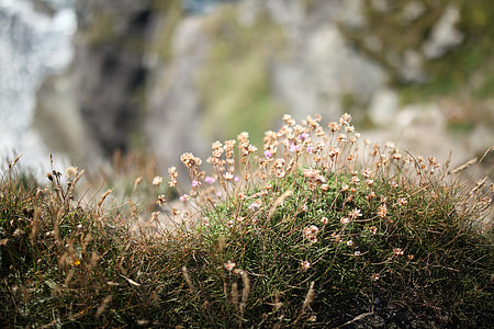 close up photography of white petaled flowers near green grass thumbnail