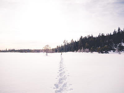 snowfield near green leafed trees thumbnail