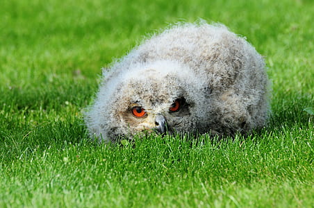 shallow focus photography of bird thumbnail