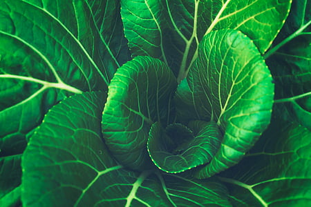 green leaf plant closeup photography thumbnail