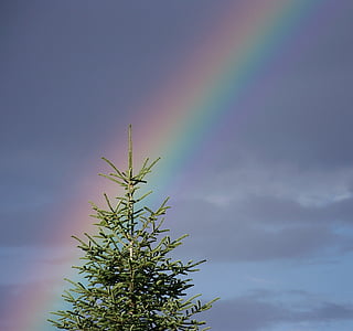 green leafed tree under cloudy sky thumbnail