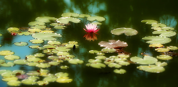 photo of water lily thumbnail