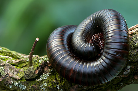 brown worm on tree branch thumbnail