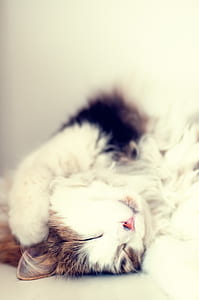 animal, pet, cute, fur thumbnail