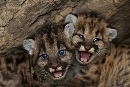 two brown and black leopards leaning on tree skin in close up photo thumbnail