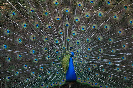 gray, blue, and yellow peacock thumbnail
