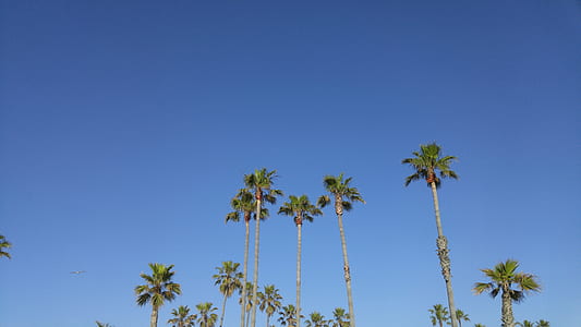green palm trees under clear blue sky thumbnail