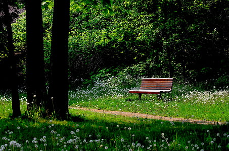 brown wooden bench in the middle of park thumbnail