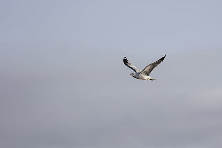 gray bird flying under dark sky thumbnail