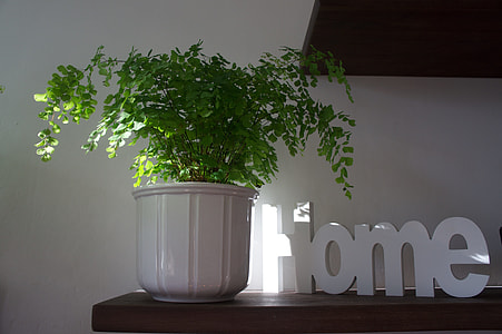 green leafed plants thumbnail