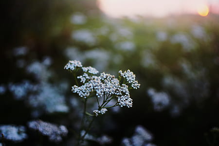 selective focus photography of white angelica flower thumbnail