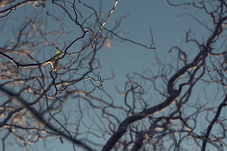 low angle photography of bare-tree at daytime thumbnail
