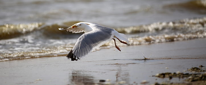 flying egret thumbnail