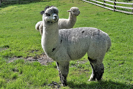 two white alpacas near grass field thumbnail
