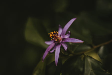 selective focus photography of purple petaled floewr thumbnail
