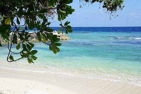 green tree on seashore thumbnail