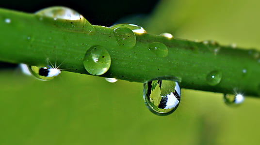 macro photography of water droplet on plant thumbnail