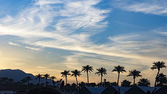 silhouette of palm trees under blue and white skies thumbnail